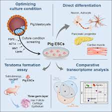 Check spelling or type a new query. Chemically Defined Media Can Maintain Pig Pluripotency Network In Vitro Sciencedirect