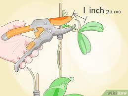 Image result for orchid cuttings