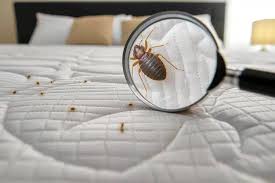 Image result for bedbugs on mattress