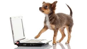 Keep your dog busy · exercise · fast shipping · test your dog's iq Fun Diy Food Puzzles Keep Your Pet S Brain Sharp The Mom Caregiver