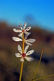 Image result for Wurmbea angustifolia