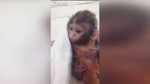 Cute Baby Monkey Is Given A Bath Daily Mail Online