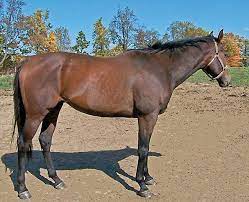 Identifying Thoroughbreds The Horse