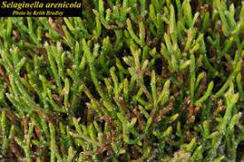 Image result for Gymnosporia arenicola