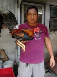 Punong lungsod las piñas) is the head of the executive branch of las piñas government. Jrs Gamefowl John Bishop Kelso From Nene Aguilar Gamefarm Facebook