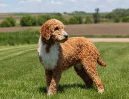 Goldendoodle puppies for sale in atlanta. Red And White Abstract Goldendoodle Puppies For Sale