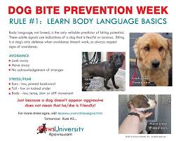 Why does my puppy bite? Pin On Dog Training Body Language