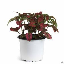 Image result for Hippocratea pallens