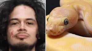 Kevin Justin Mayorga bites off pet python's head during dispute