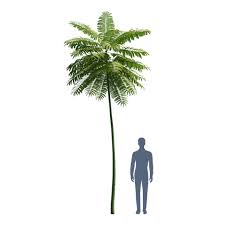 Image result for Schizolobium parahyba