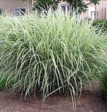 Variegated Ornamental Grass Hirts Ornamental Grasses Variegated Japanese Silver Grass Ornamental Grasses Perennial Grasses Grasses Garden