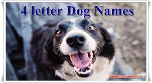 Here is a collection of cute french bulldog names for your boy or. Best List Of 4 Letter Dog Names For Boy Girl Canine