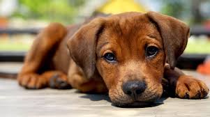 Save a pet florida, inc. Home Nate S Honor Animal Rescue Animal Shelters Near Me Florida