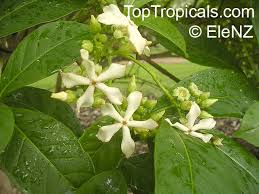 Image result for Voacanga africana