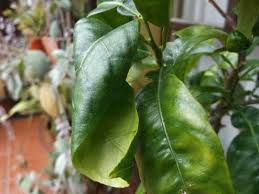 This condition can be recognized by curled, crumpled or twisted leaves, and is often accompanied by yellowing and eventual leaf death. Help What Is Wrong With My Citrus Tree Youtube