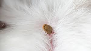 Image result for Tick Paralysis