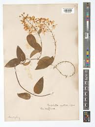 Image result for Tristellateia africana