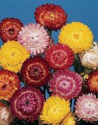 Maybe you would like to learn more about one of these? Plants Seeds Bulbs 800 Seeds Strawflower Dwarf Tom Thumb Mix Helichrysum Bracteatum Flower Yard Garden Outdoor Living Items