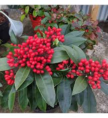 Image result for Thesium reekmansii