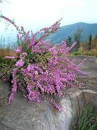 Age Old Youngster The Pantone Colour Of The Year Is Heather Plant Evergreen Shrubs Wild Flowers