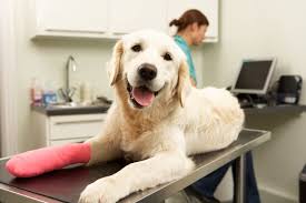Common Surgeries for Pets | Faithful Friends Veterinary Clinic