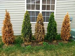 I noticed last fall that the base was all brown. 10 Best Fertilizers For Arborvitae Reviews Tips In 2021