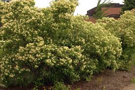 Image result for Cornus