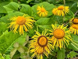 Image result for Inula