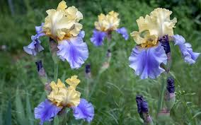 Some irises will tolerate a little shade as long as they're getting the minimum of 6 hours, says white. Bearded Iris Care How To Avoid 5 Common Growing Problems