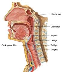 La laringe es el órgano donde se produce la voz, contiene las cuerdas vocales y constituye también un paso obligado para los gases respiratorios. Resultado De Imagen De Faringe Y Laringe Anatomia Cuerpo Humano Anatomia Faringe Anatomia