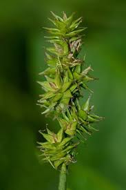 Image result for Carex cognata