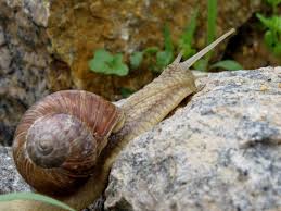 If i have been handling snails, i would of course wash my hands before preparing or eating food. Don T Crush Those Snails They May Be Your Friends Laidback Gardener