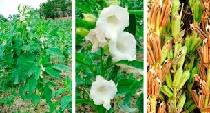Maybe you would like to learn more about one of these? Pedaliaceae An Overview Sciencedirect Topics