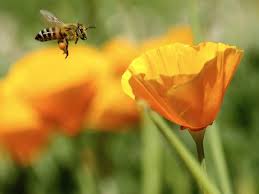 Pollination is the process when pollen is transferred from one flower to a second flower of the same species. Gardening For Bees Friends Of The Earth