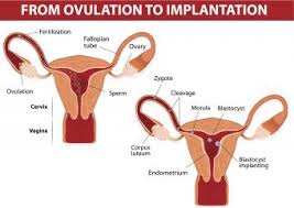 Apr 23, 2020 · there are several differences between period bleeding and spotting. How Long Does Normal Implantation Bleeding Last Lovetoknow