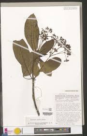 Image result for Microcharis remotiflora