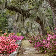 We did not find results for: You Ve Got To See These Photos Of Azaleas At Bonaventure Cemetery Visit Savannah
