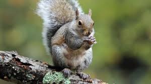 11 Bushy Tailed Facts About Eastern Gray Squirrels Mental