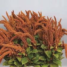 Image result for Amaranthus