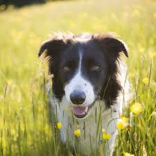 This is a list of dog breeds, including extant breeds and extinct breeds, varieties and types. Black And White Dog Breeds Dalmatian Border Collie Boston Terrier