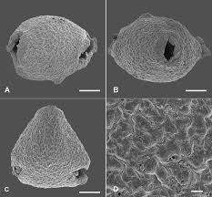 Image result for Alysicarpus zeyheri