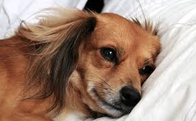 Ou alors mieux vaut trouver un verseau pour que notre compatibilité amoureuse soit au top ? L Insuffisance Cardiaque Chez Le Chien Symptomes Traitement Et Prevention
