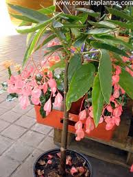 Begonia Corallina Or Begonia Tamaya Care And Growing