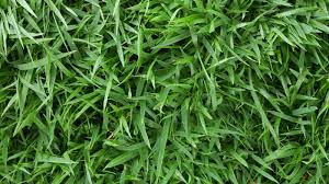 We did not find results for: Best Types Of Grass To Grow In The Shade Lawnstar