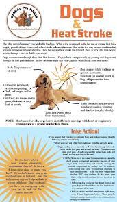 What Dog Food Causes Seizures