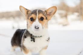 Maybe you would like to learn more about one of these? 26 Of The Cutest Corgi Pictures Reader S Digest