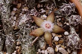 Image result for Duvalia polita