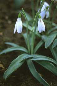 Snowdrop Flowers Information And Tips On Growing Galanthus Snow Drops Flowers Plants Flowers