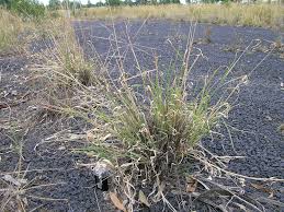 Image result for Enteropogon