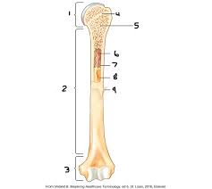 Bones are organs that consist primarily of bone tissue, also called osseous tissue. Fundamentals Chpt 3 Long Bone Labeling Diagram Quizlet